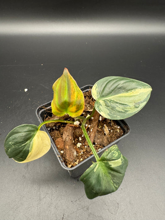 Philodendron micans variegata