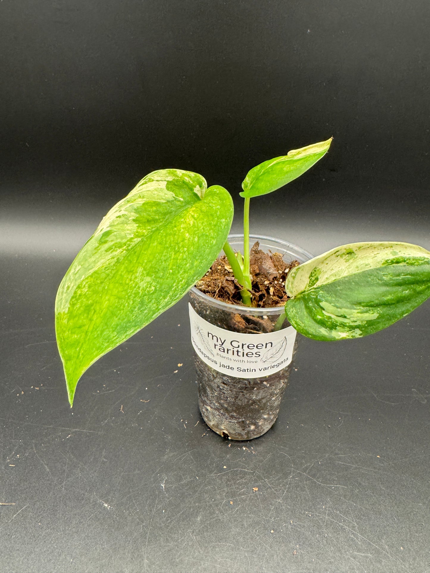 Scindapsus jade Satin variegata