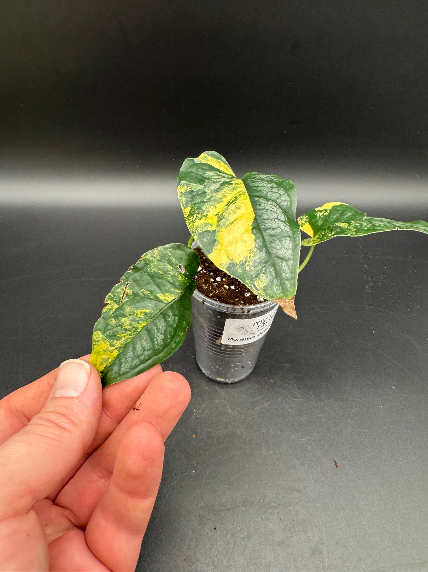 Monstera Siltepecana Aurea Basis