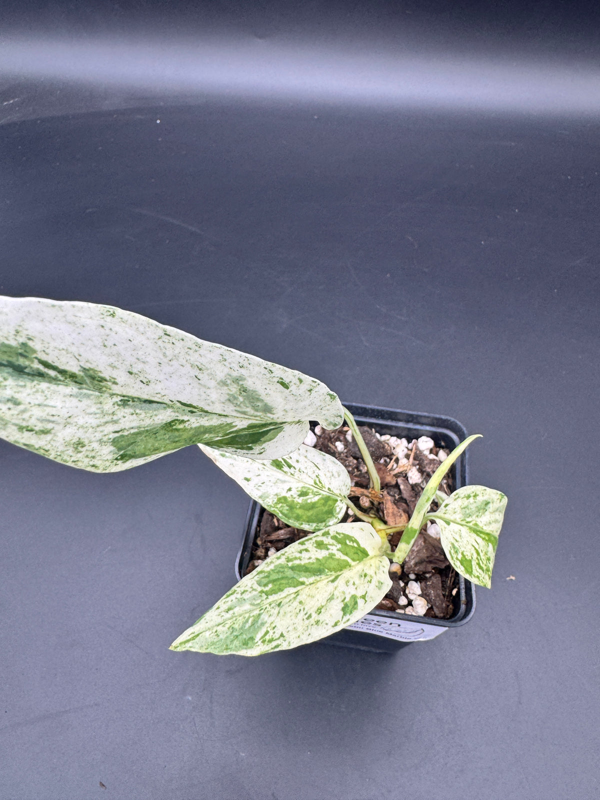 Epipremnum pinnatum Cebu Blue Marble variegata