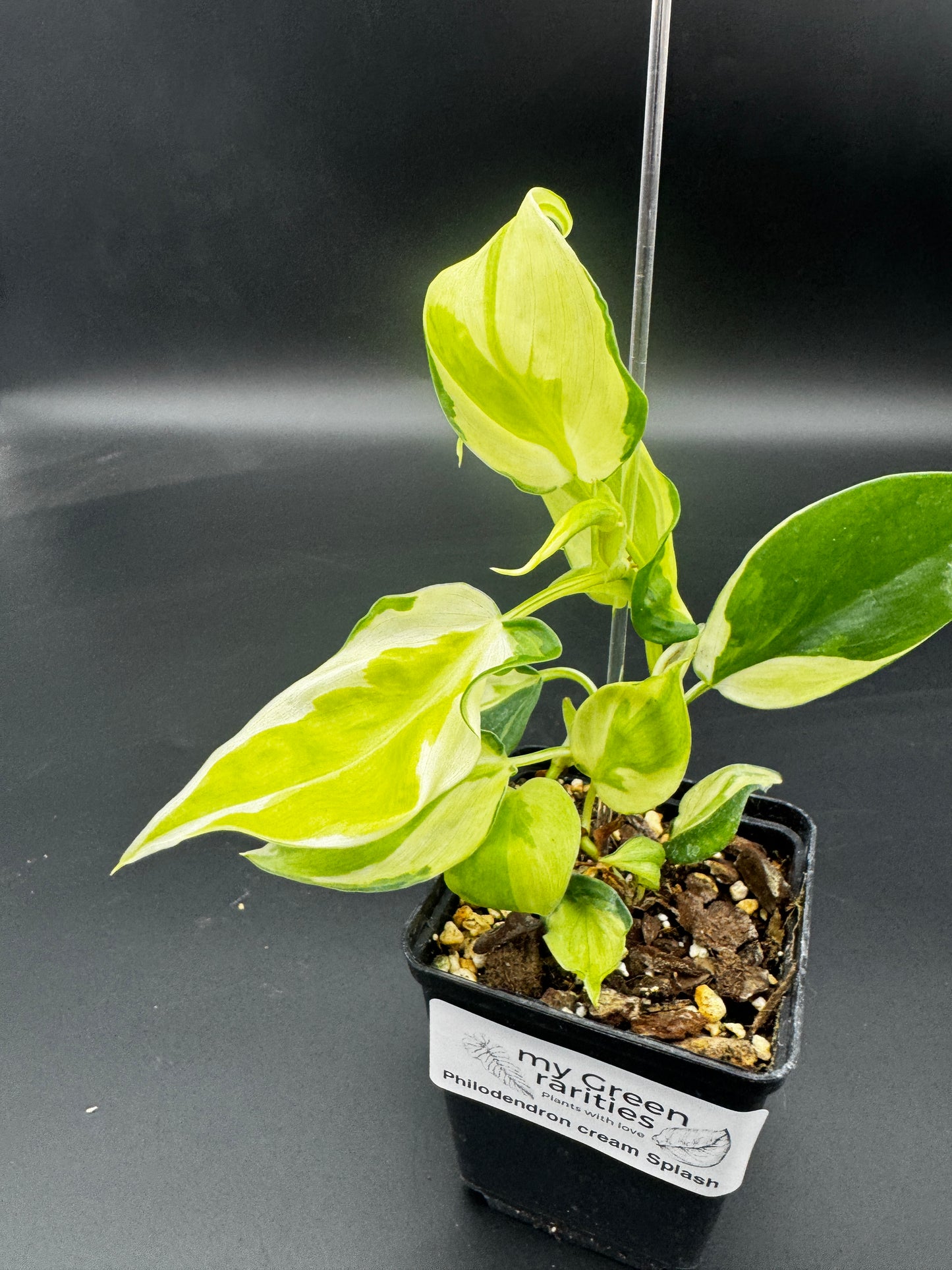 Philodendron cream splash