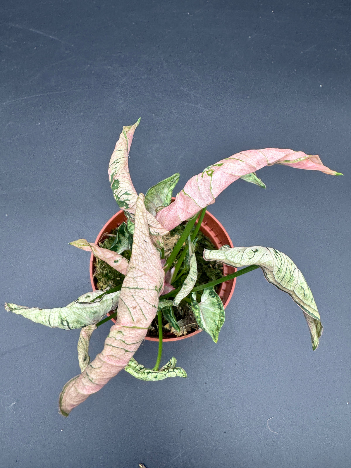 Syngonium pink Rolli