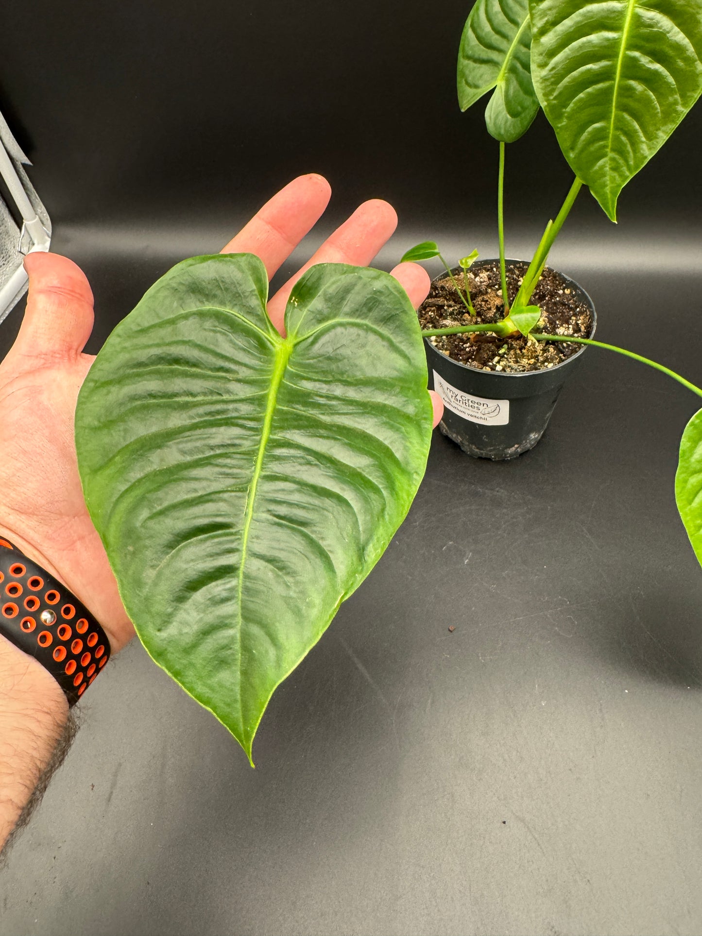 Anthurium veitchii L