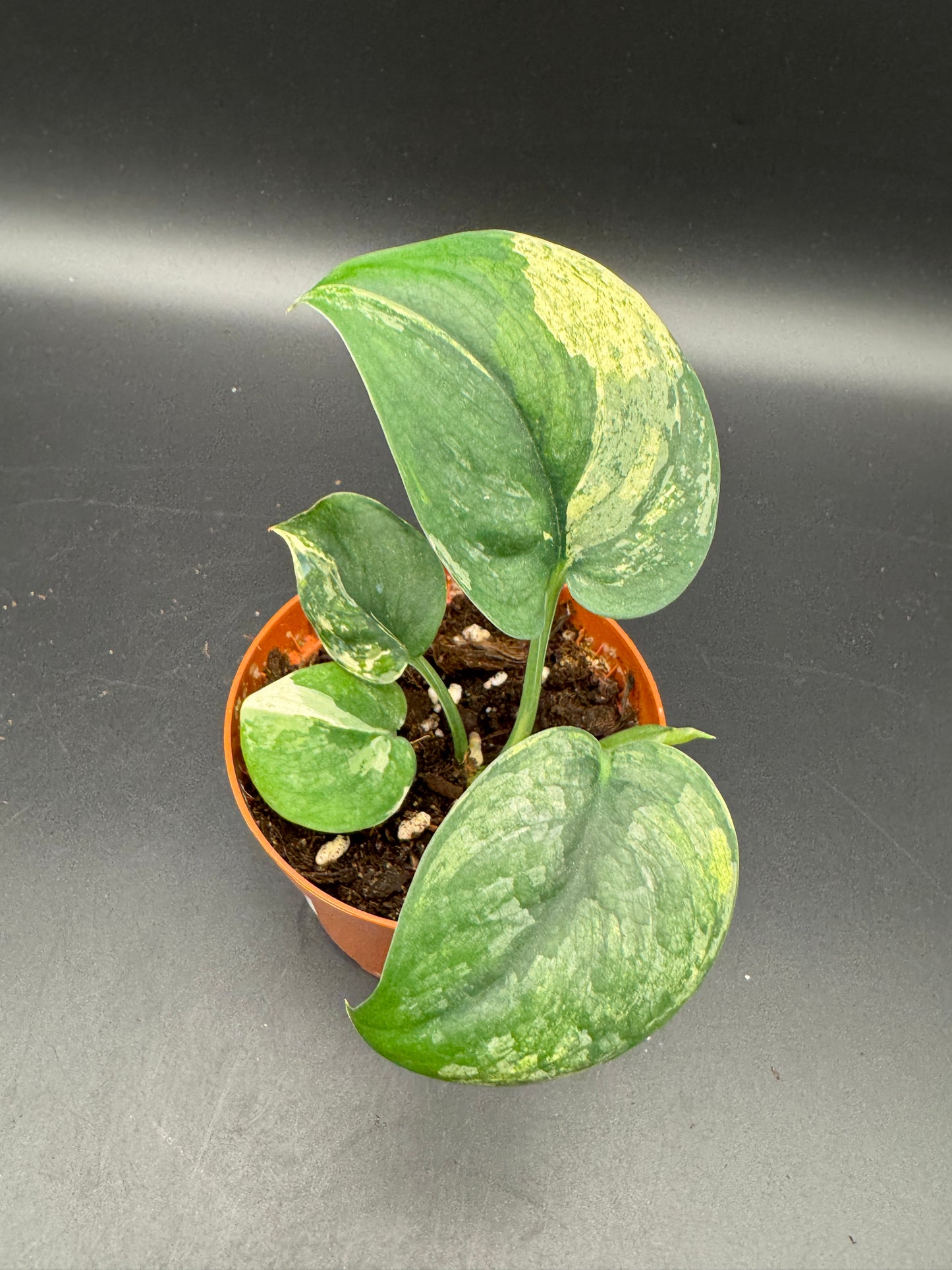 Scindapsus Jade Satin variegata