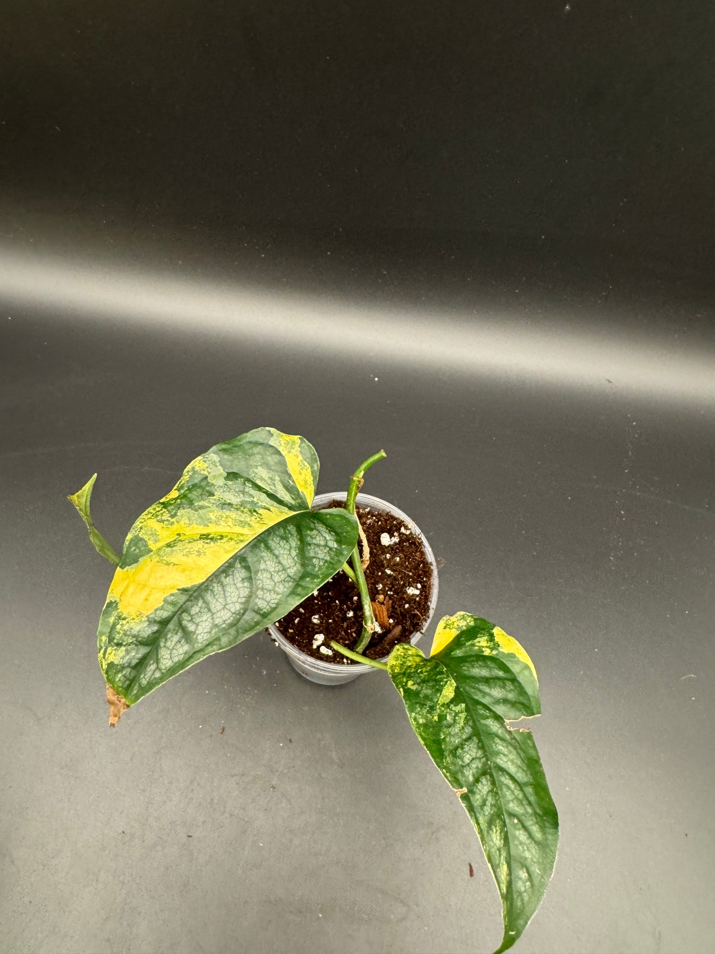 Monstera Siltepecana Aurea Basis