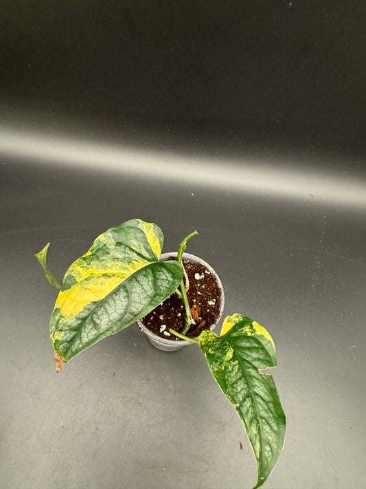 Monstera Siltepecana Aurea Basis