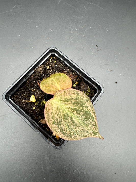 Philodendron micans pink marble variegata