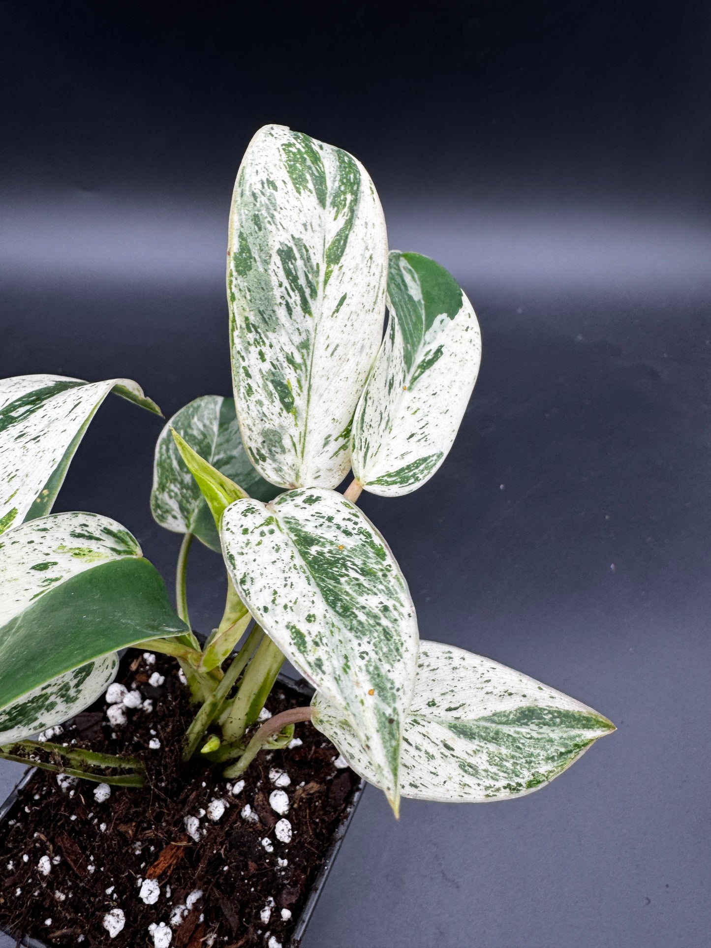 Philodendron Emerald Queen Varia