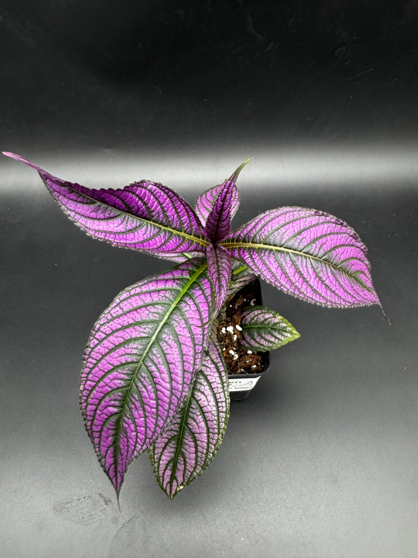 Strobilanthes persian shield