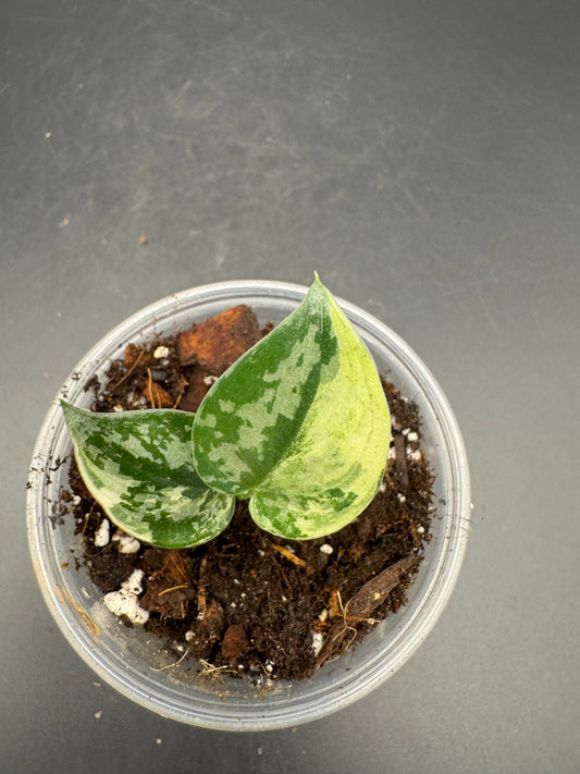 Scindapsus Mayari