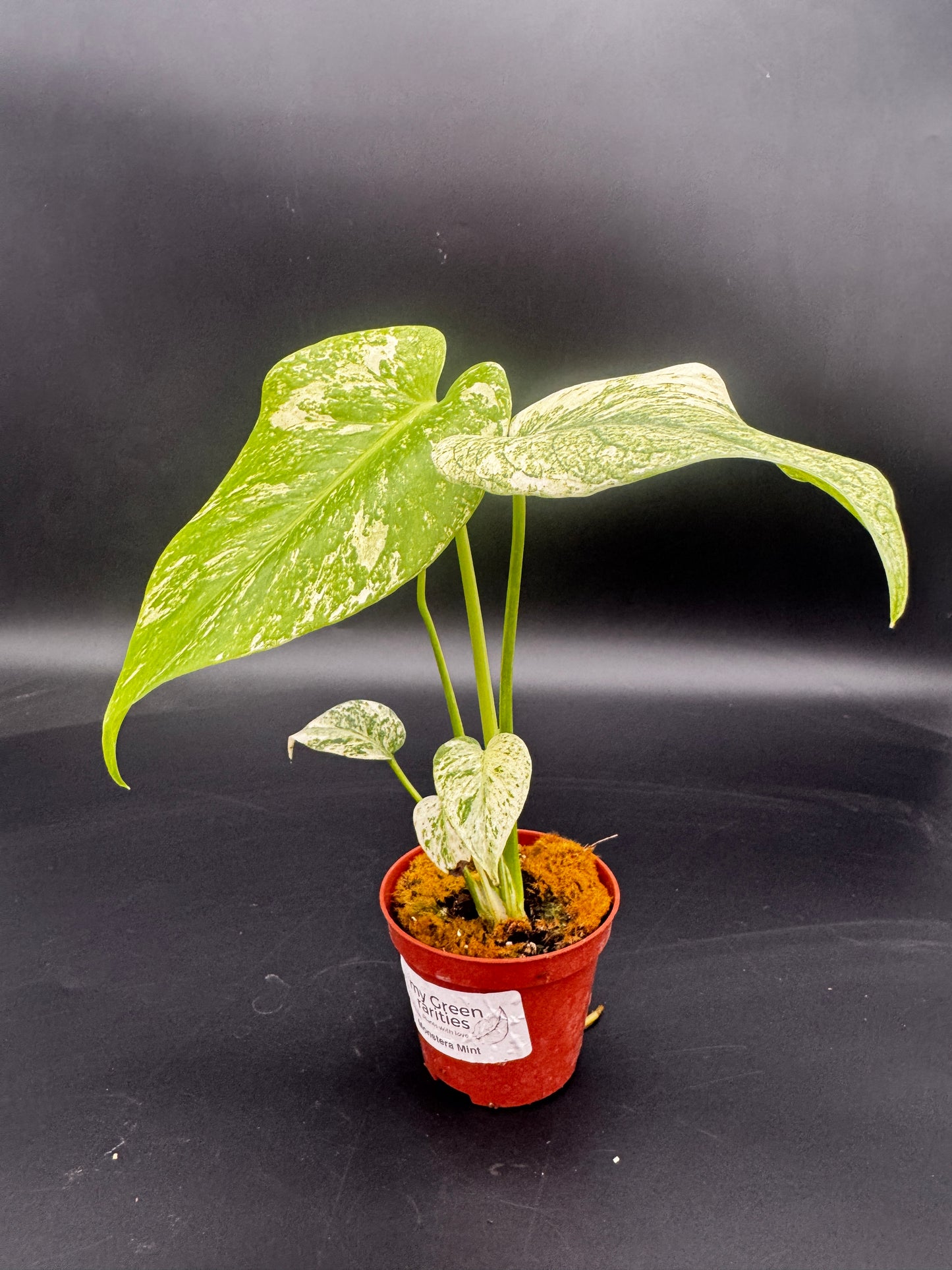 Monstera Mint  variegata