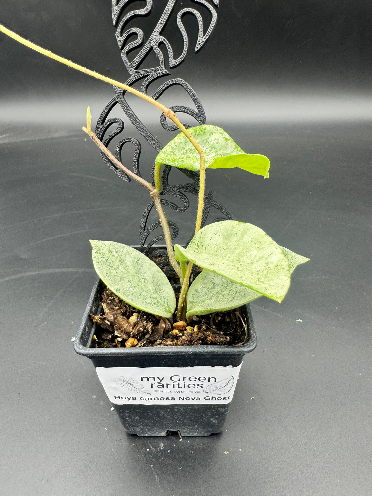 Hoya carnosa Nova Ghost