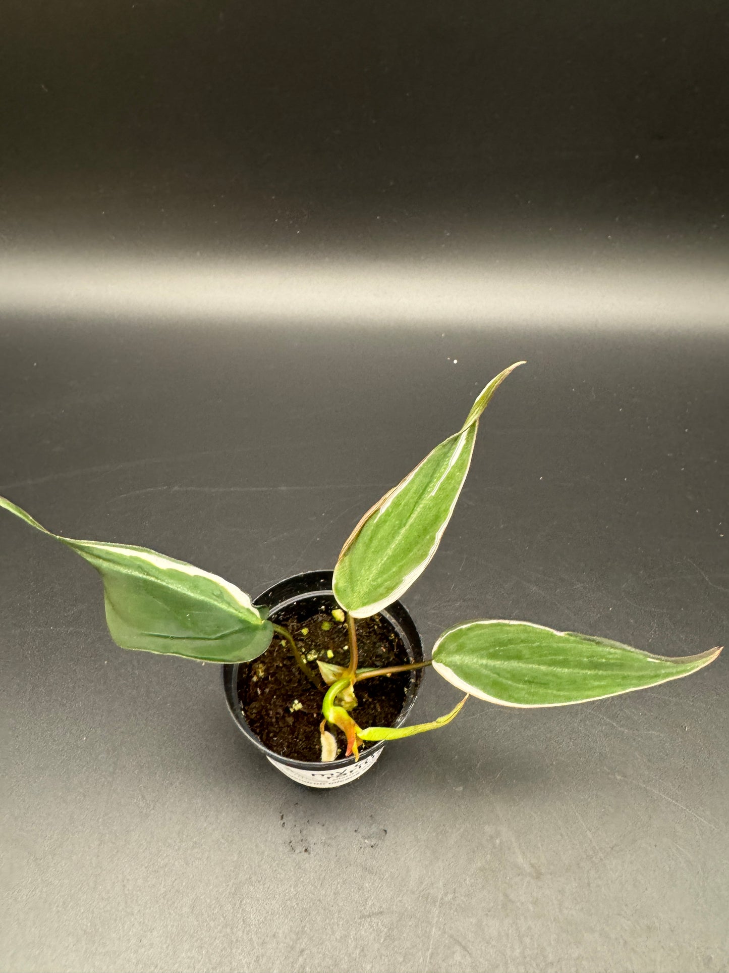 Philodendron micans velvet halo variegata