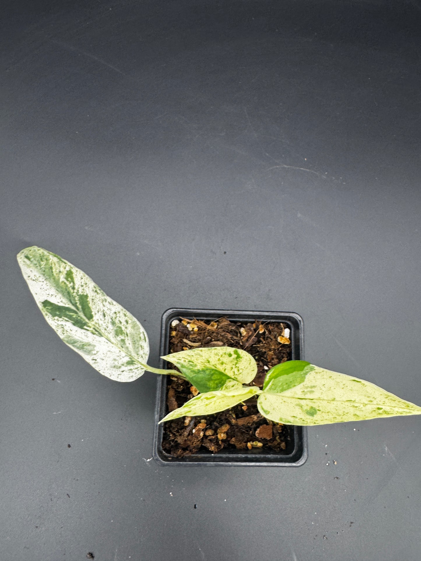 Epipremnum pinnatum cebu Blue Marble variegata