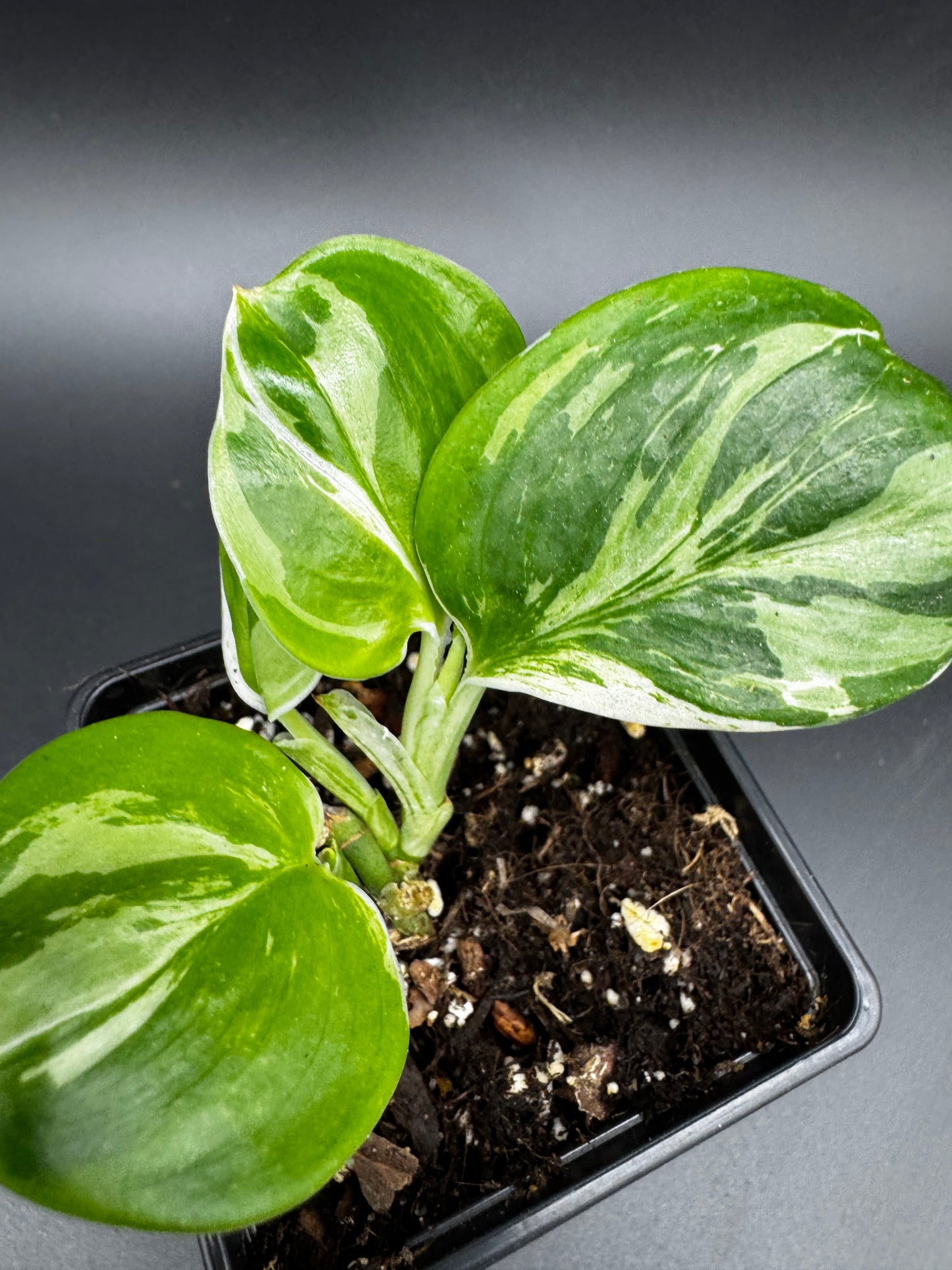 Scindapsus treubii moonlight variegata.