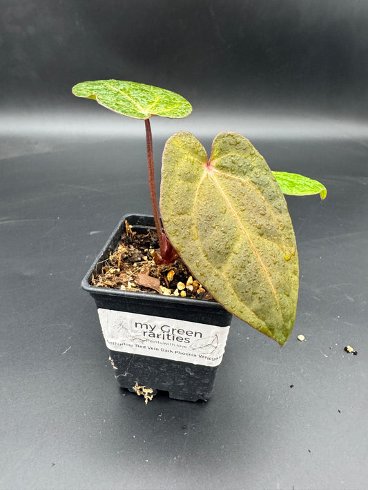 Anthurium RVDP (Red Vein Dark Phoenix) variegata
