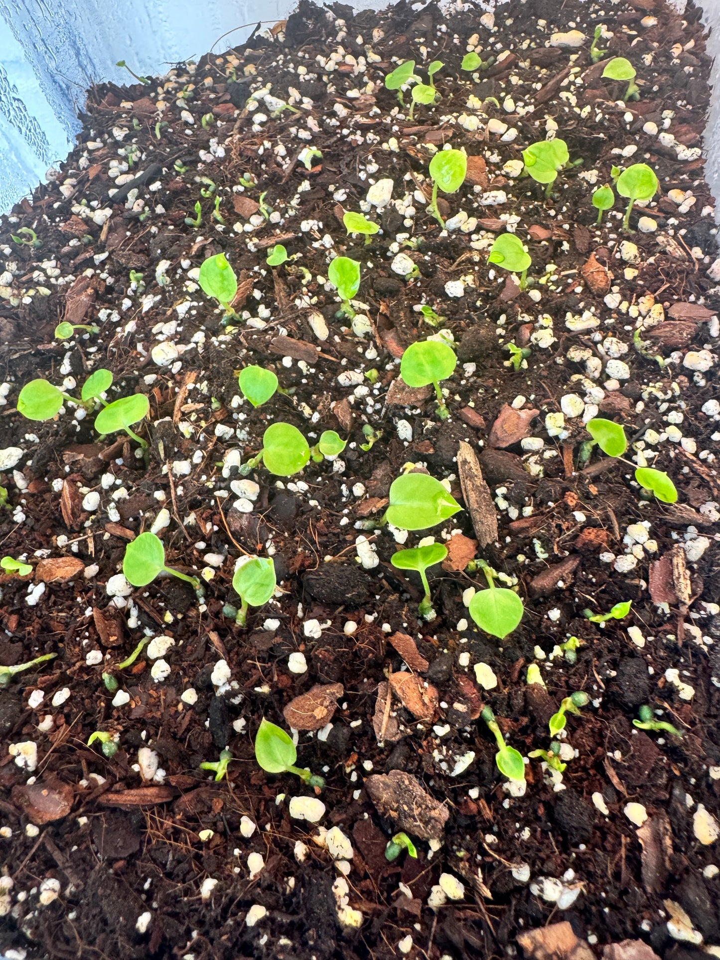 Anthurium Black Sweet mutated X CarlaxPapi Grimreaper seedlings