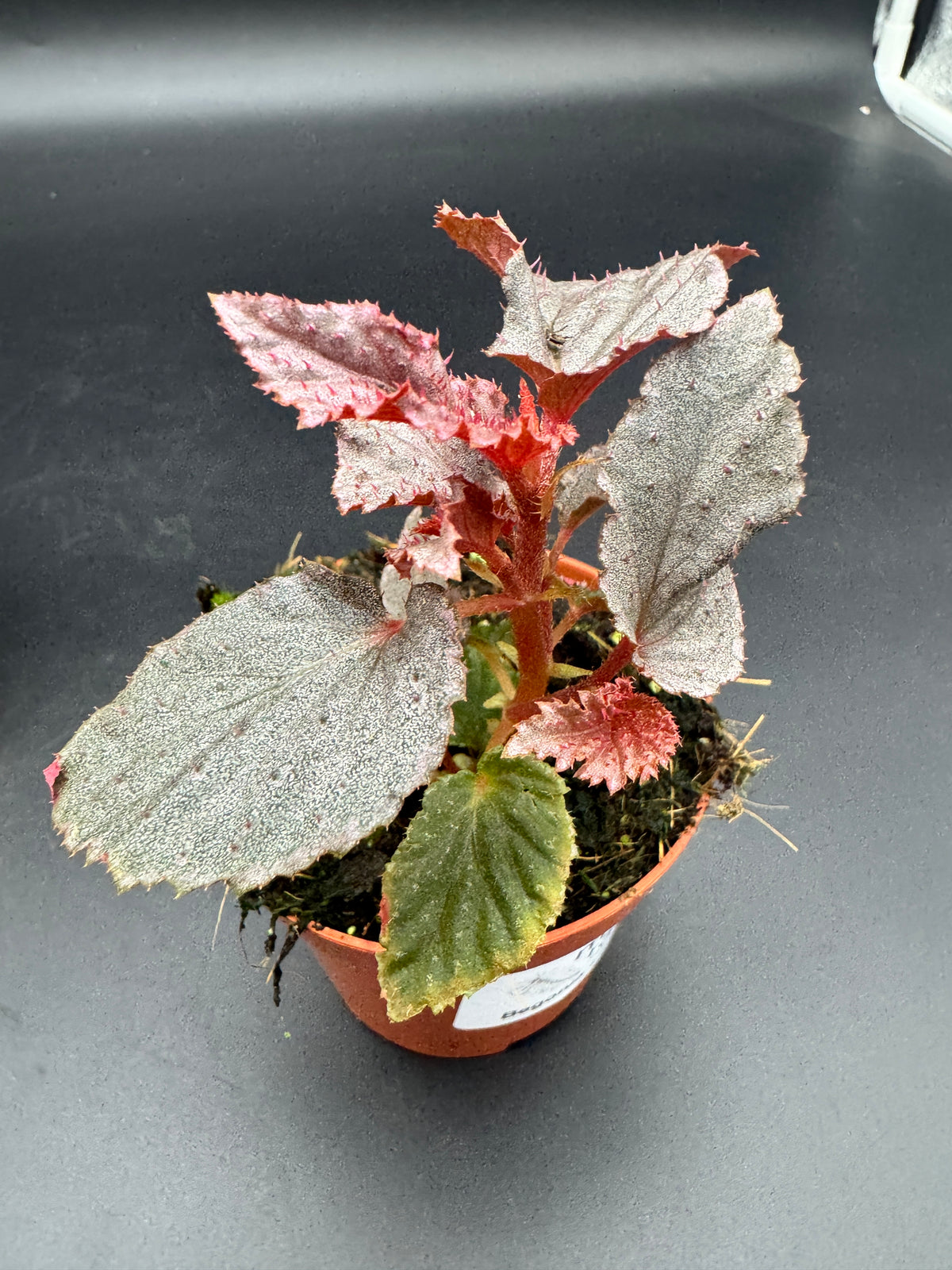 Begonia Lamriana Silver