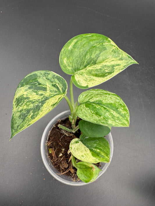 Scindapsus jade Satin variegata