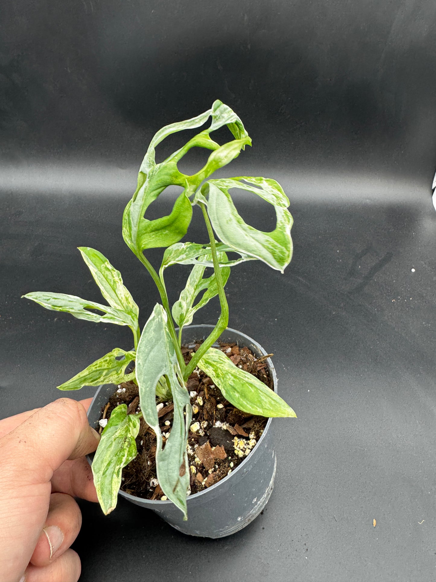 Monstera Adansonii Indonesien marble