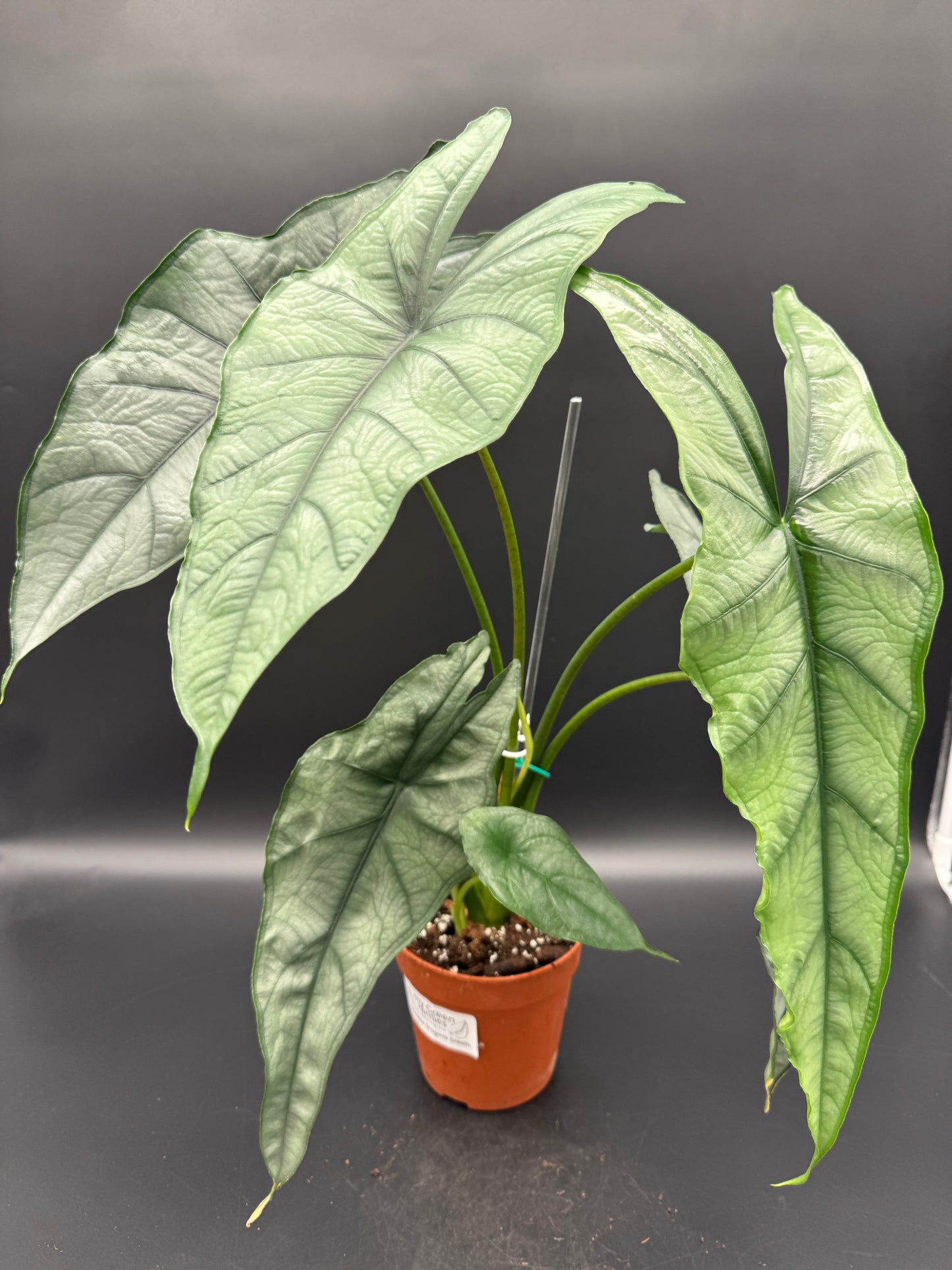 Alocasia Heterophylla ”Dragon's Breath“