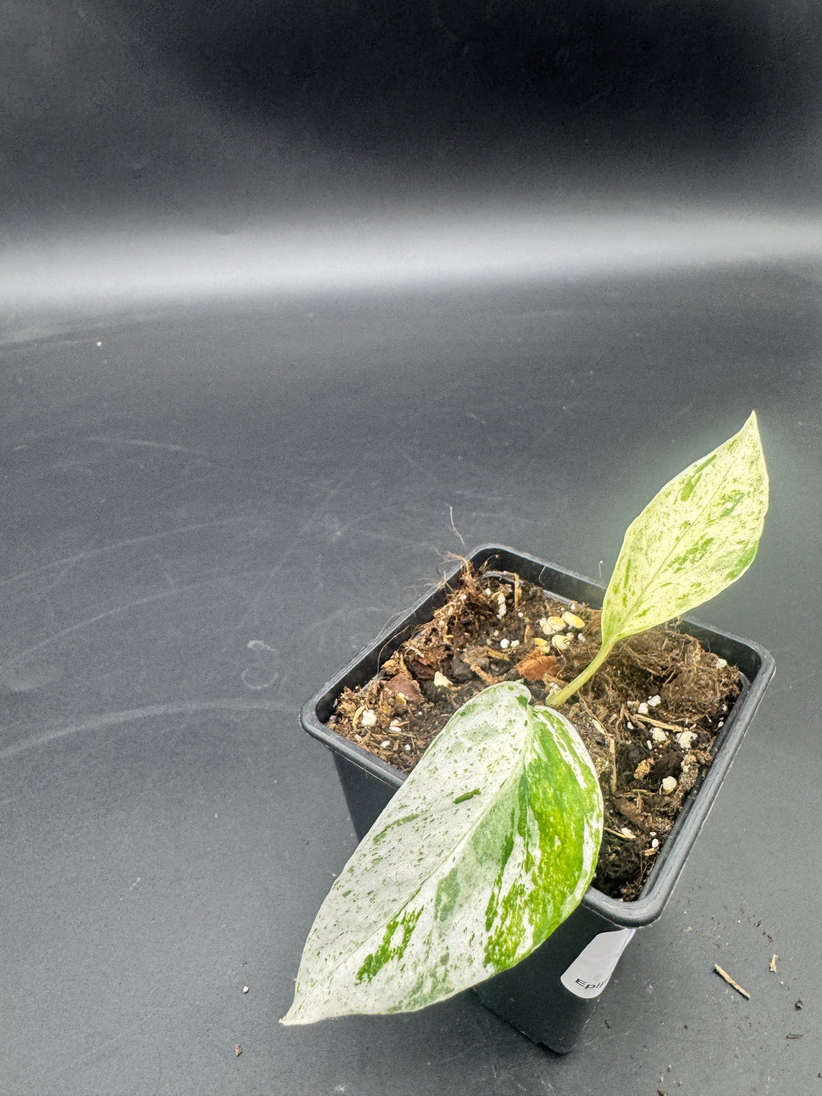 Epipremnum hanoman sp Bali