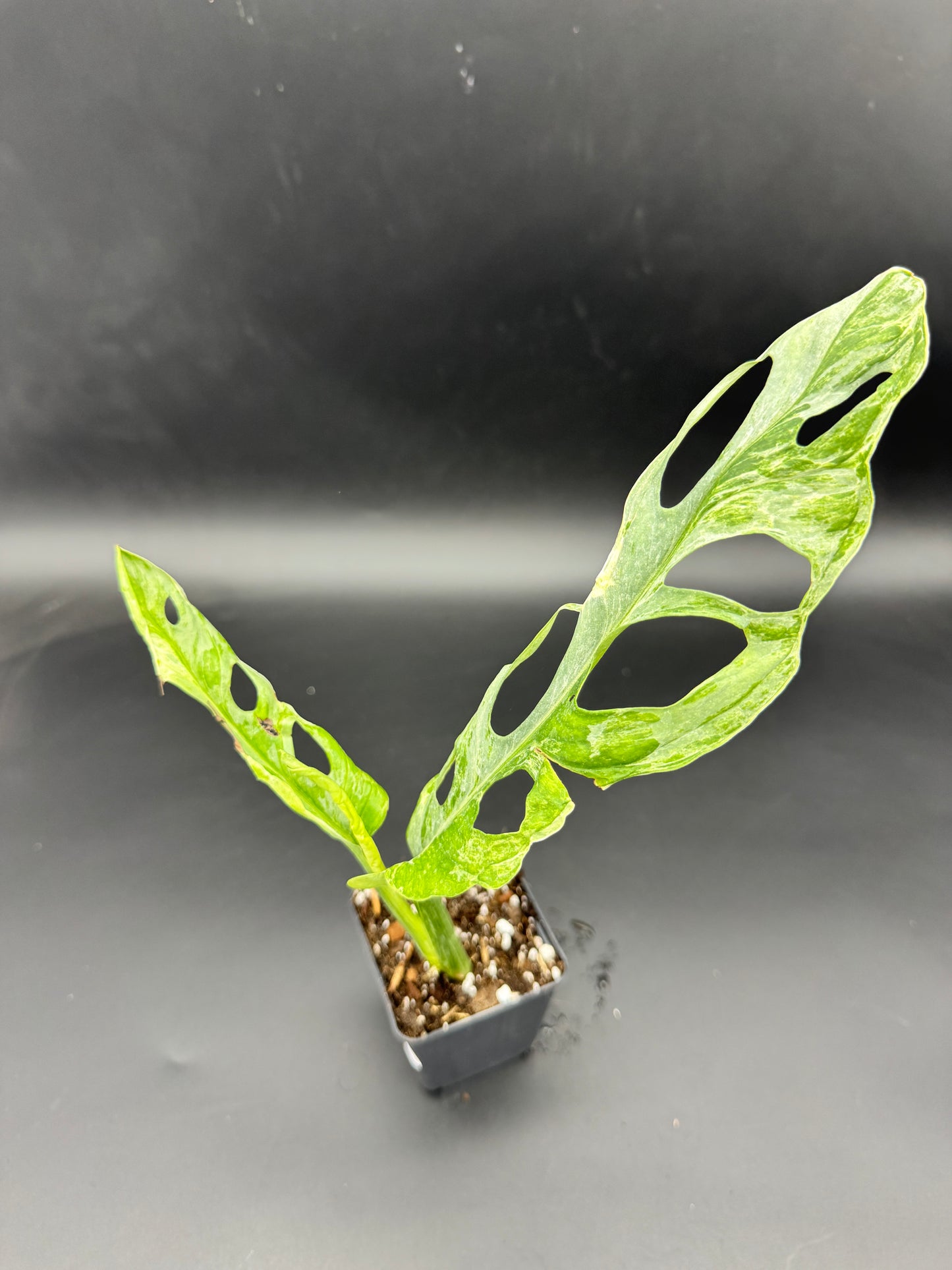 Monstera Adansonii Indonesien marble cutting leicht bewurzelt