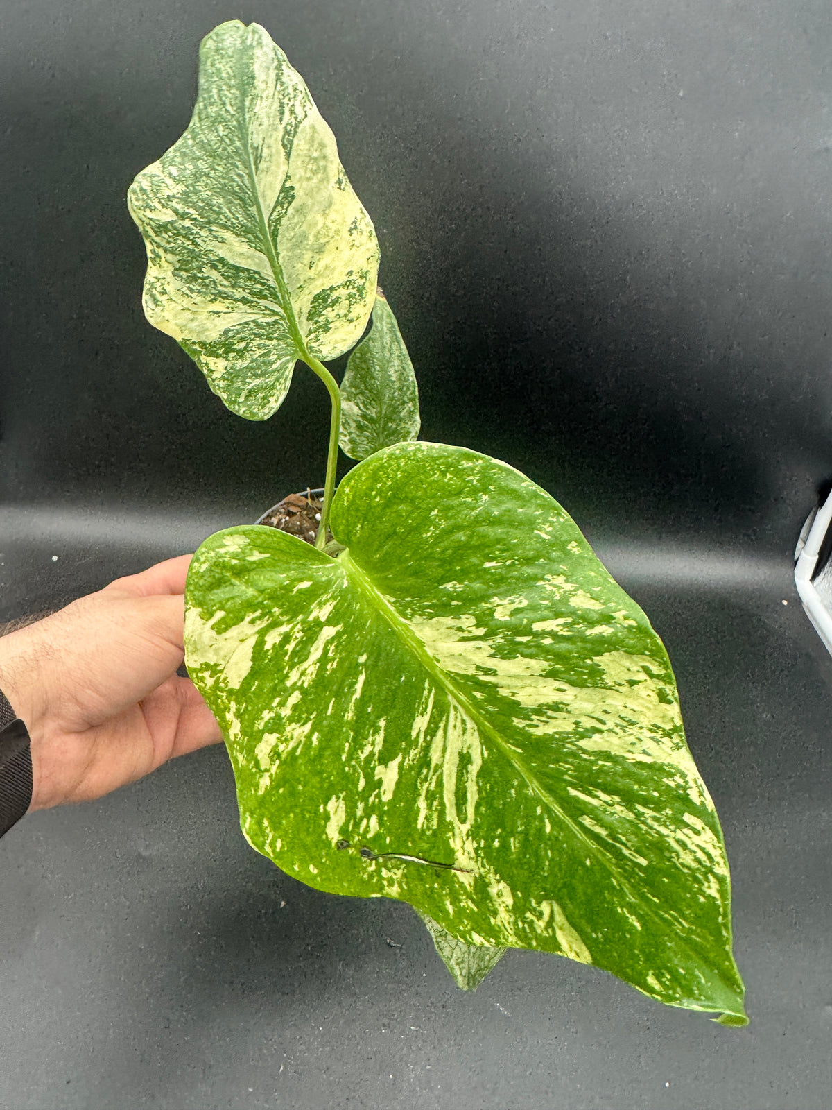 Monstera mint variegata