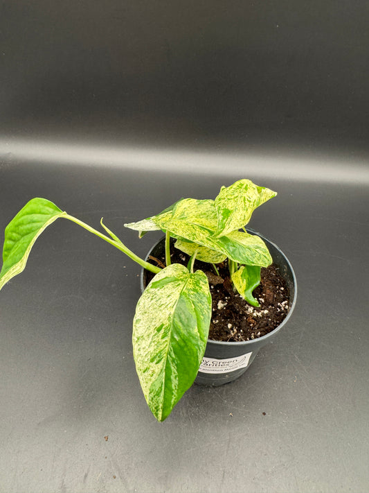Epipremnum pinnatum Marble variegata