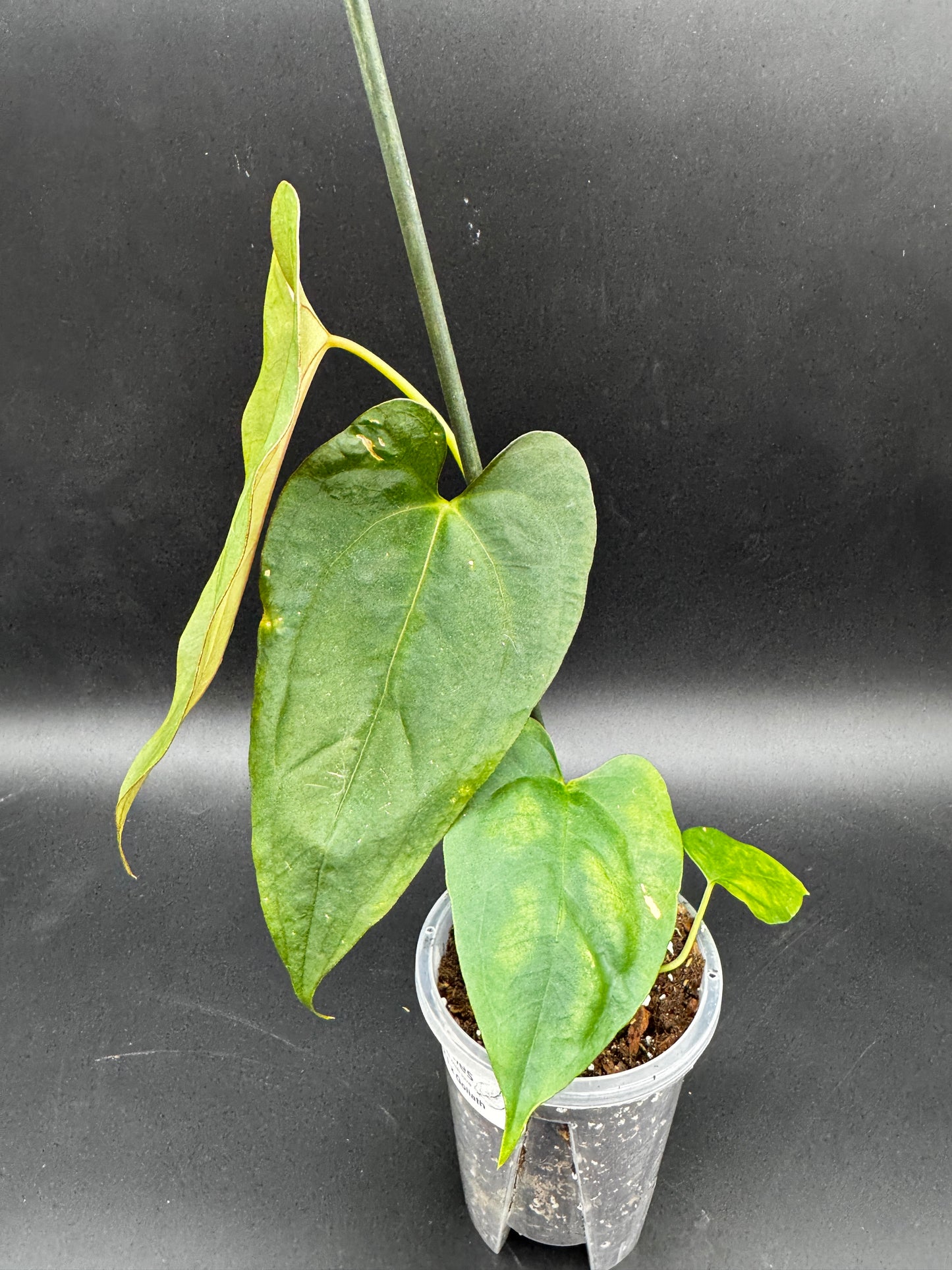 Anthurium Papi x Goliath