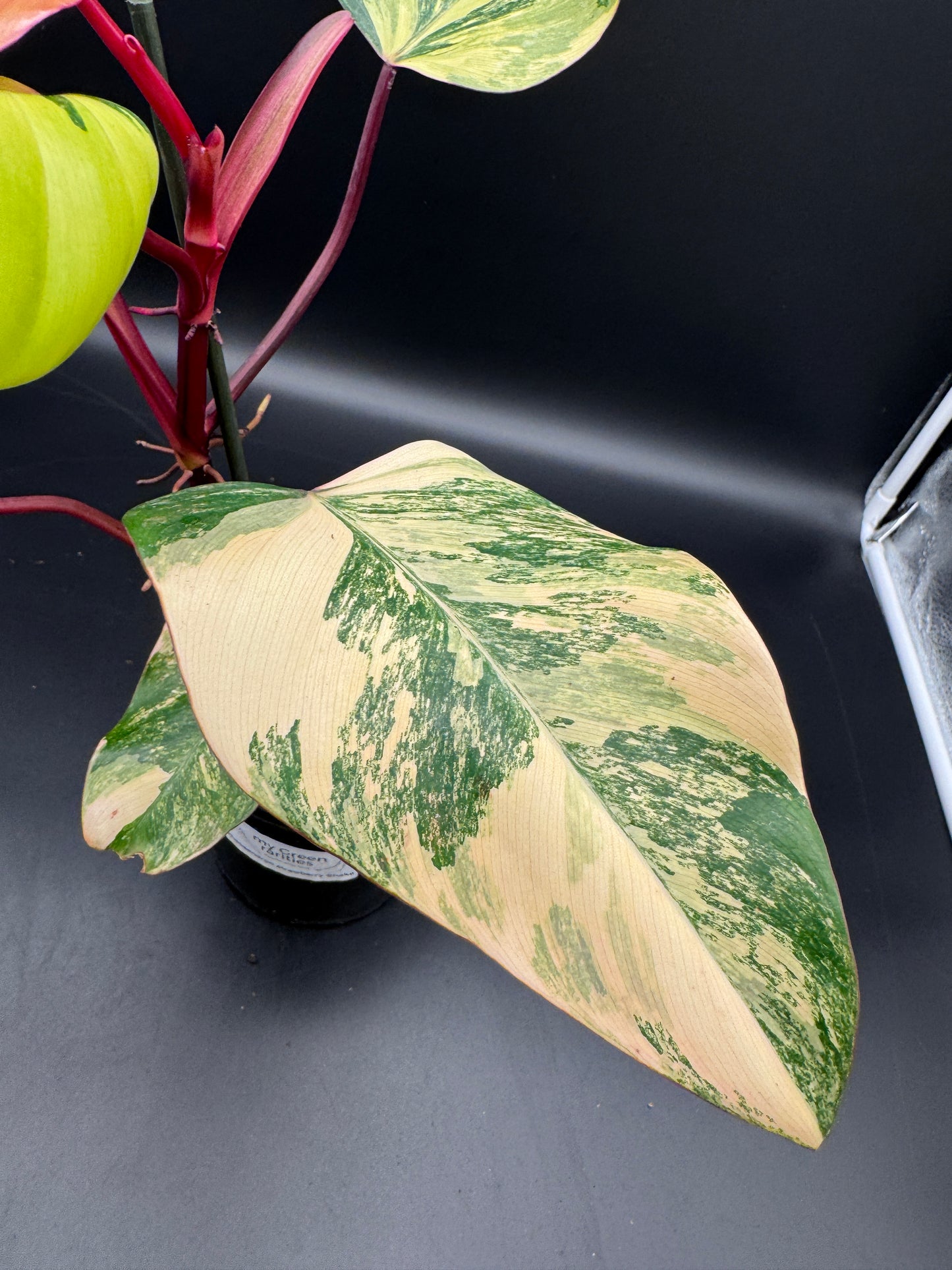 Philodendron strawberry Shake