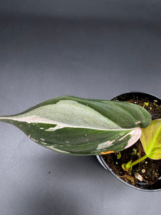 Philodendron micans pink variegata