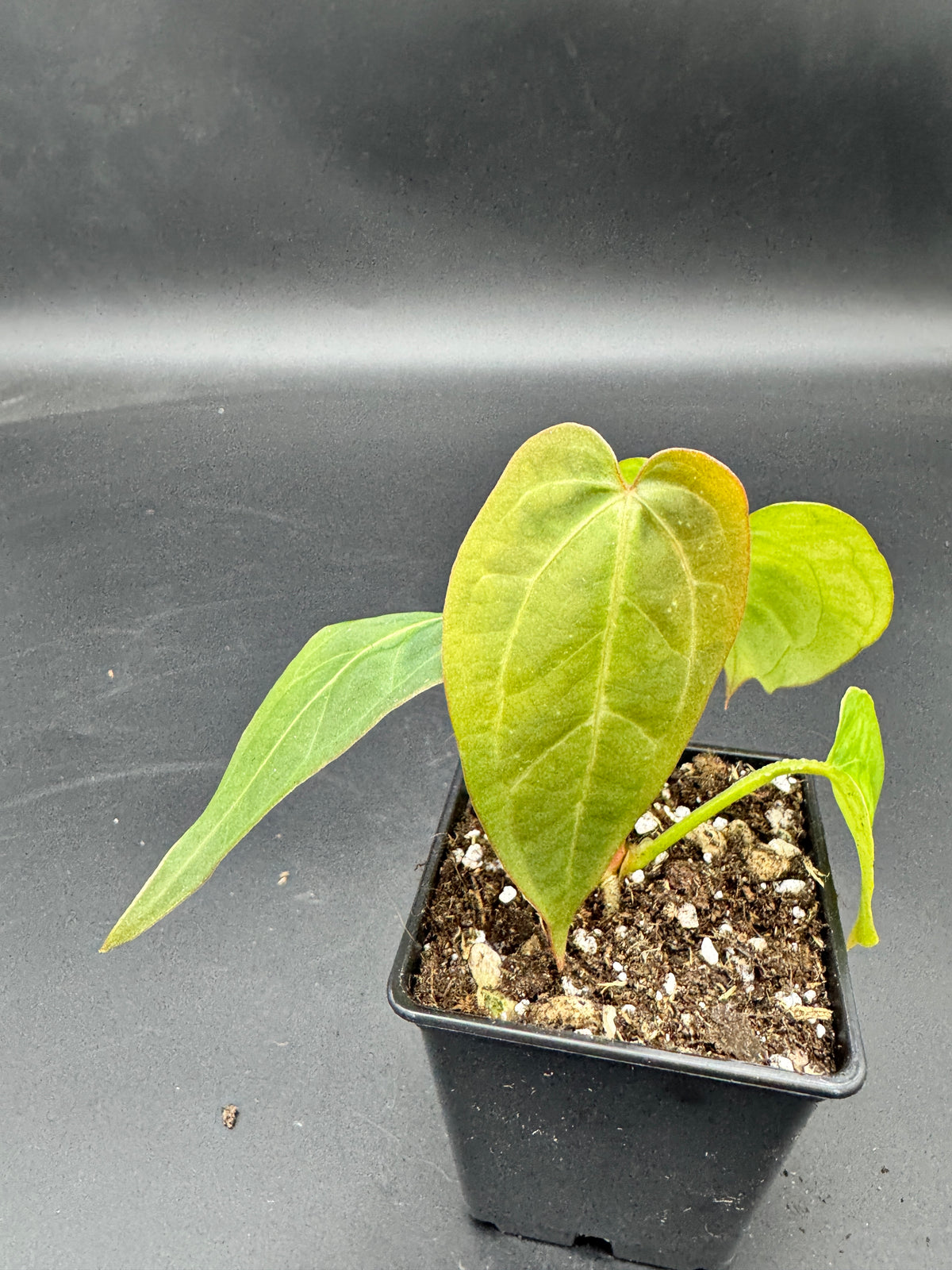 Anthurium Michelle x Black Jack