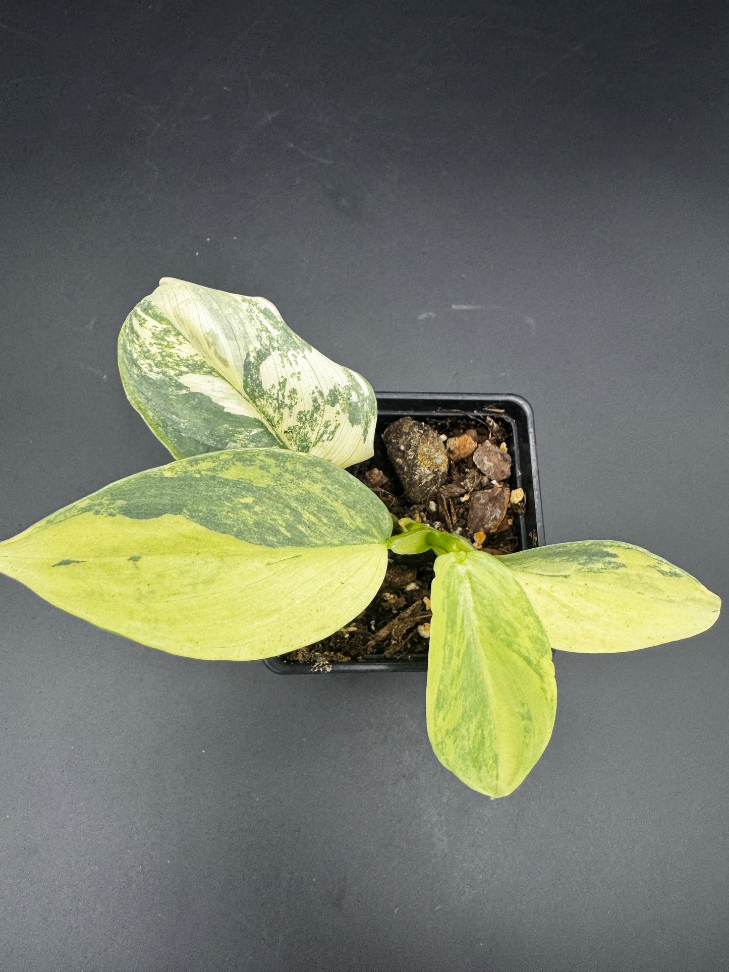 Silver Sword variegata