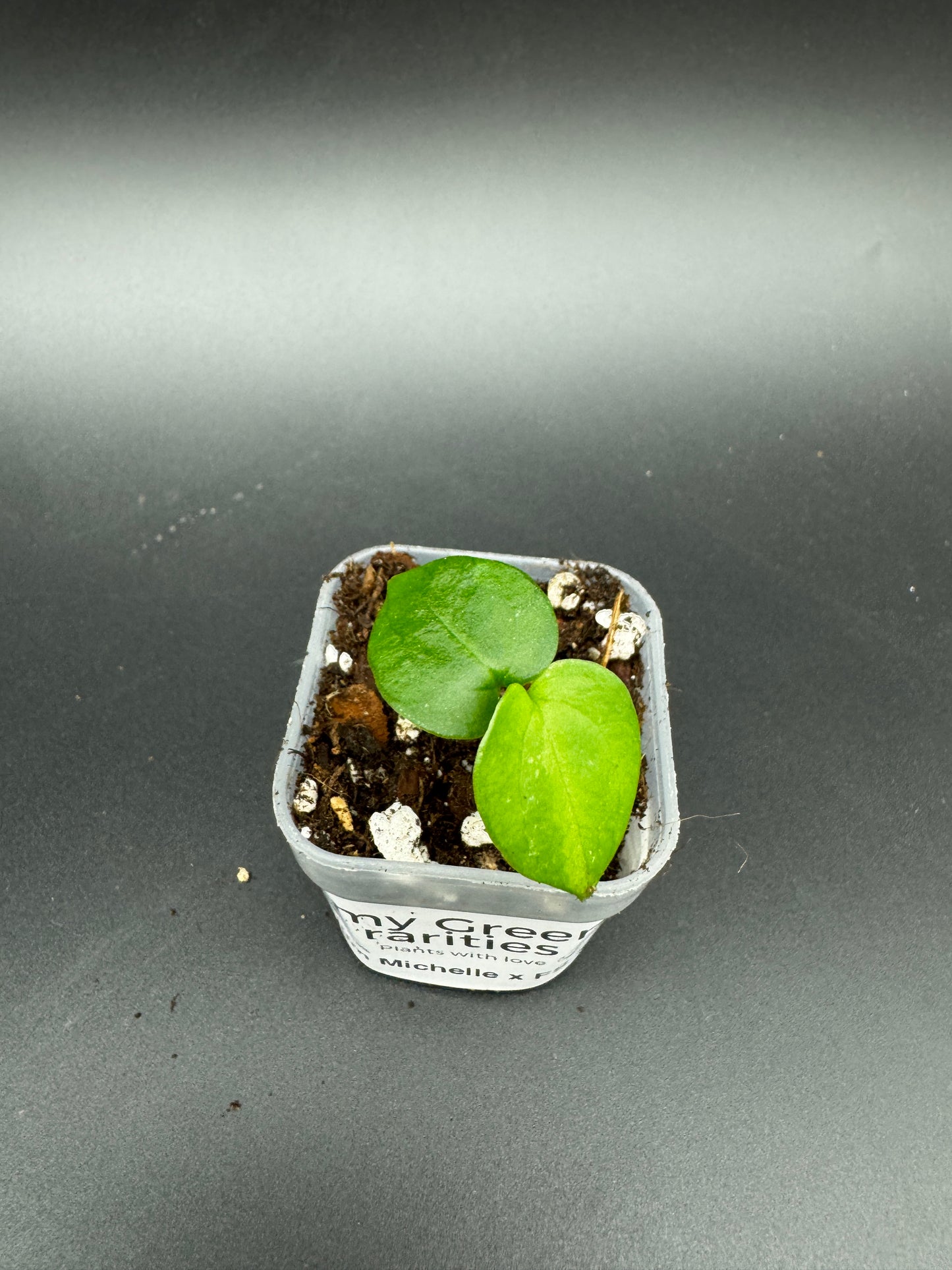 Michelle Hybrid Selection Trio