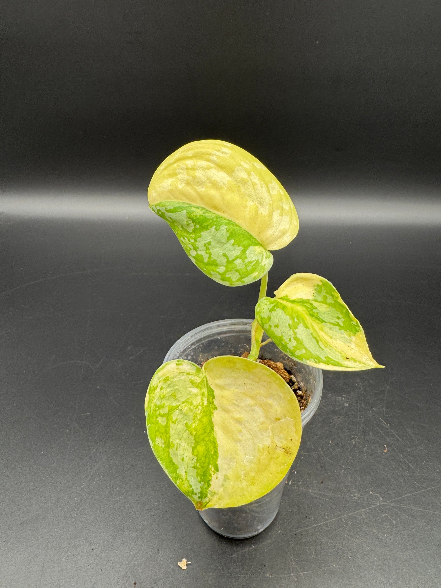 Scindapsus Sentarum