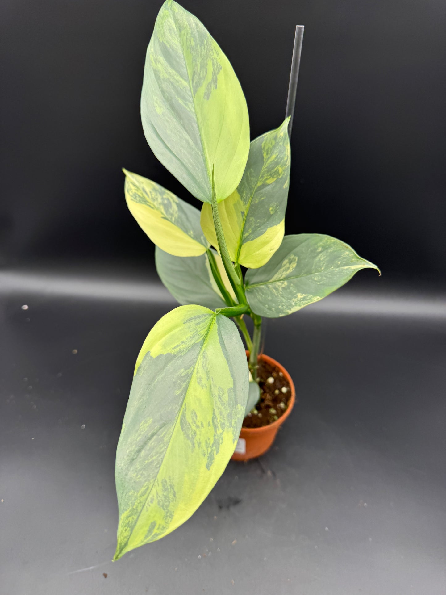 Philodendron Silver sword variegata