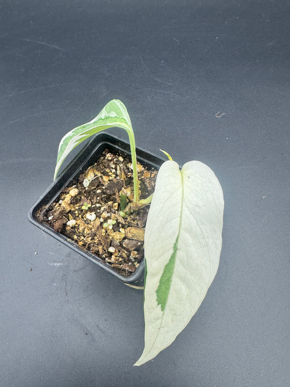 Epipremnum pinnatum Ghostie