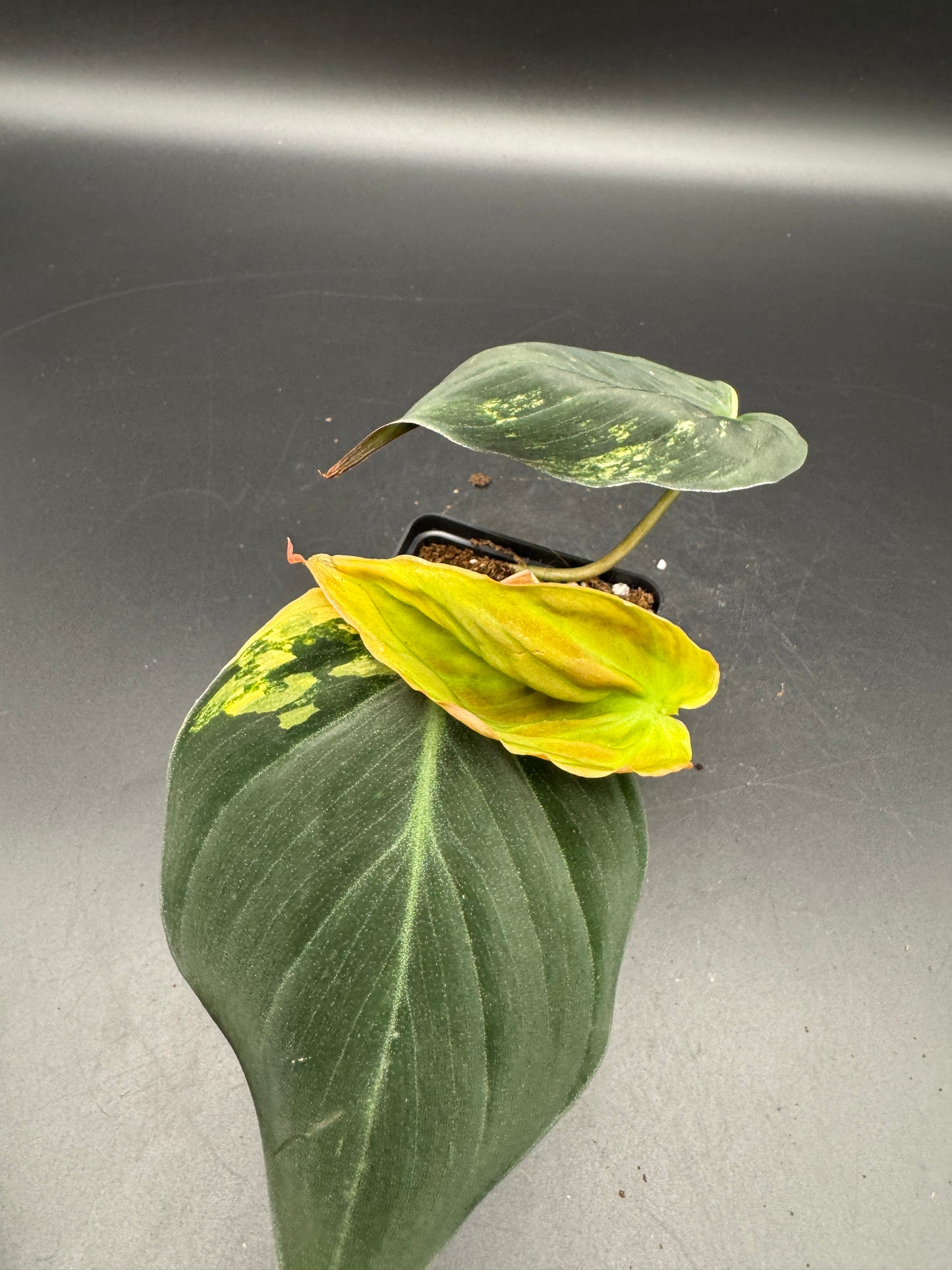 Philodendron micans variegata