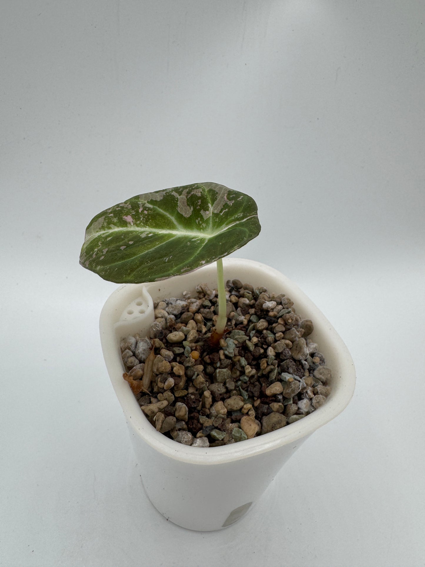 Alocasia black velvet pink variegata