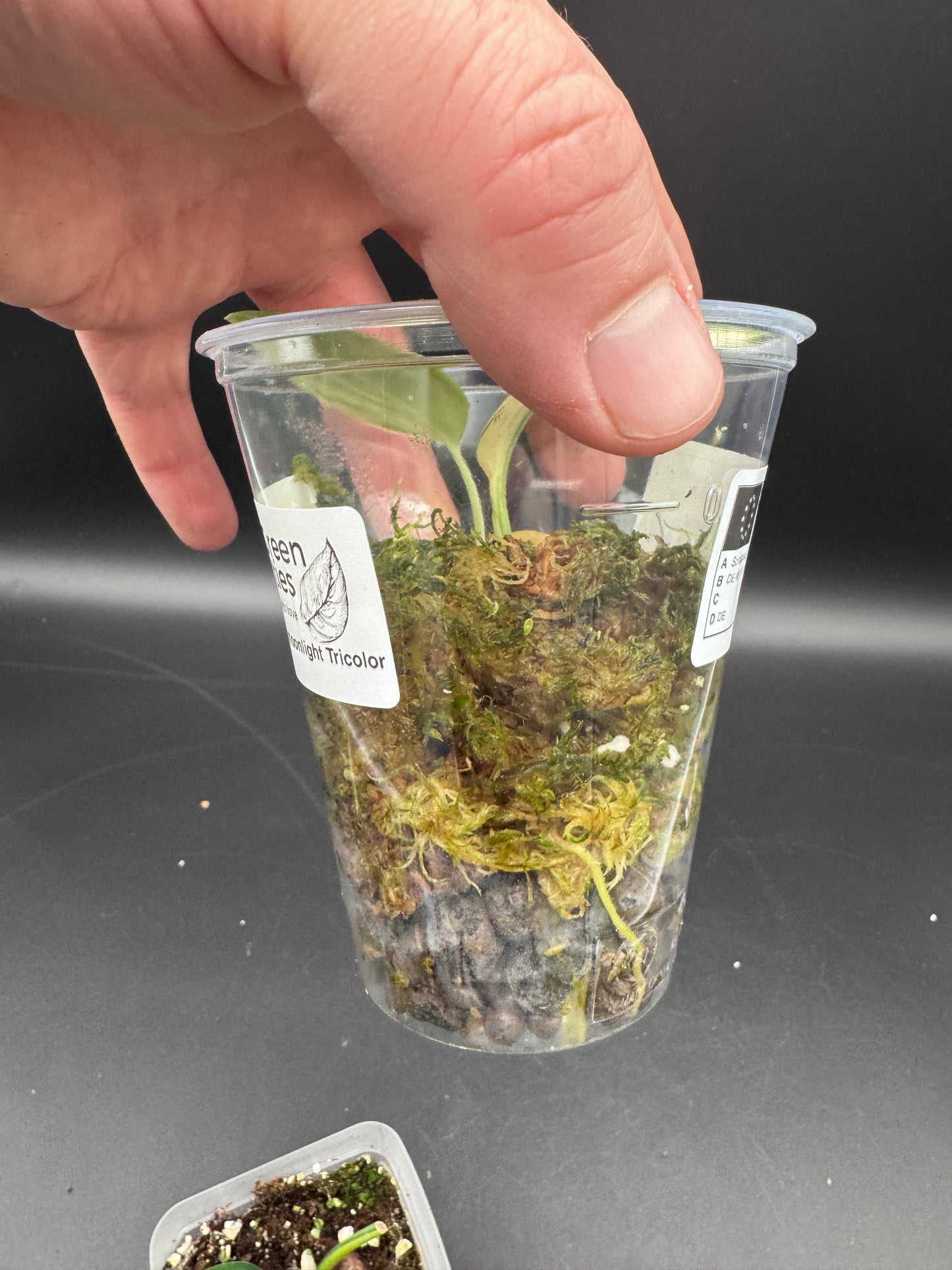 Variegated Choice Trio #1