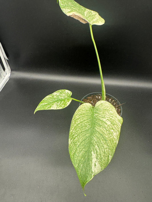 Monstera mint variegata Basis.