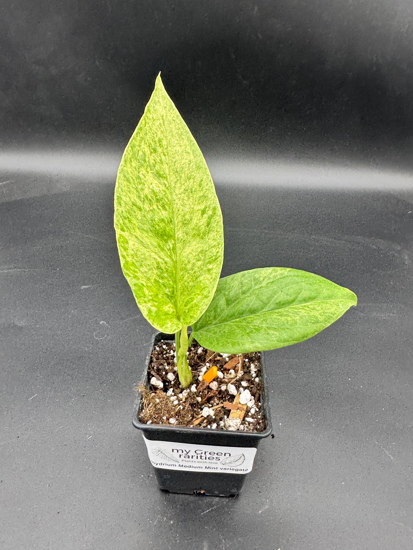 Amydrium Medium Mint variegata