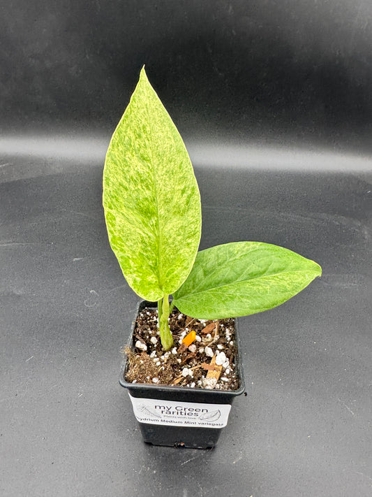 Amydrium Medium Mint variegata