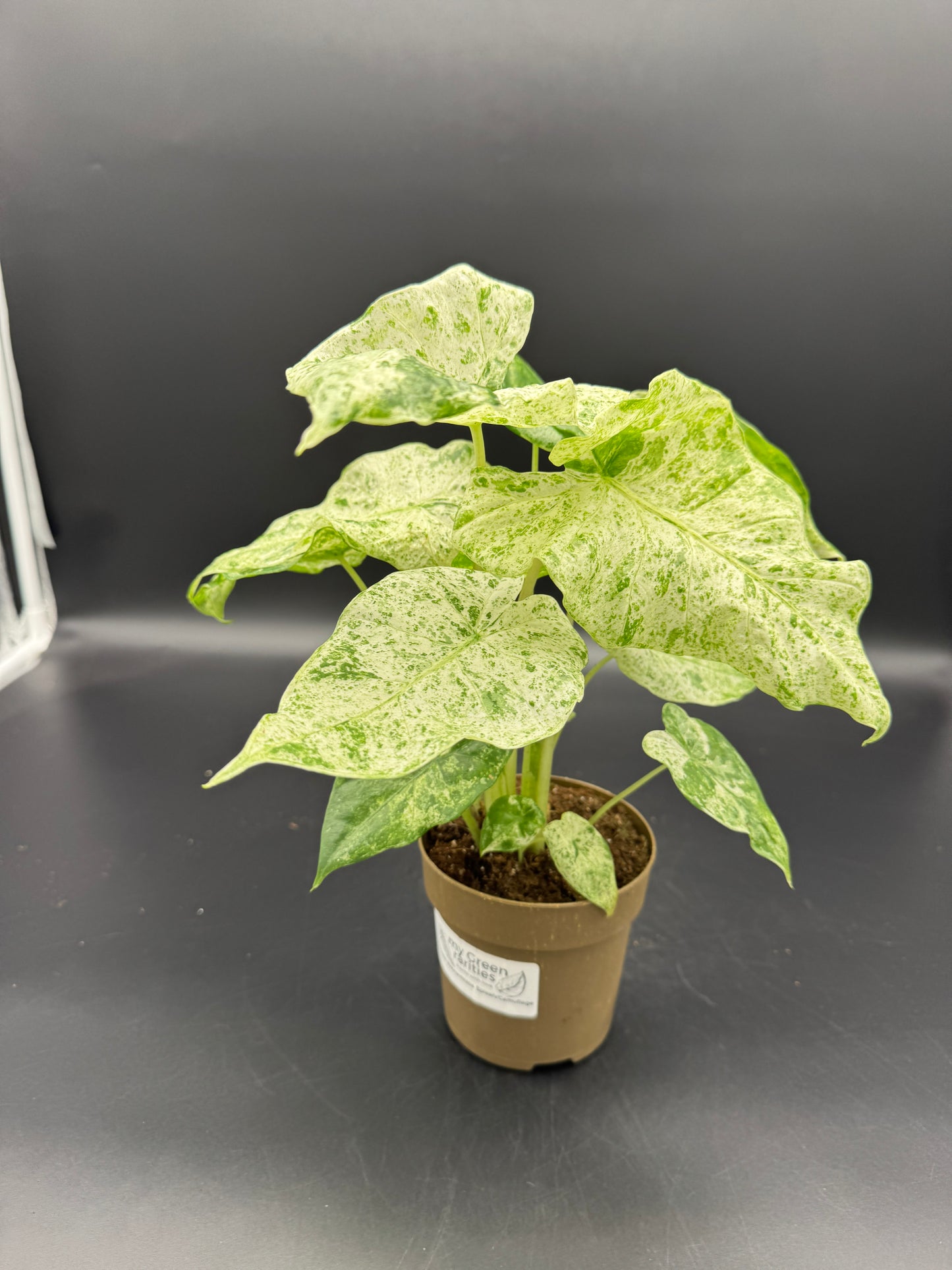 Alocasia macrorrhizos 'Splash'