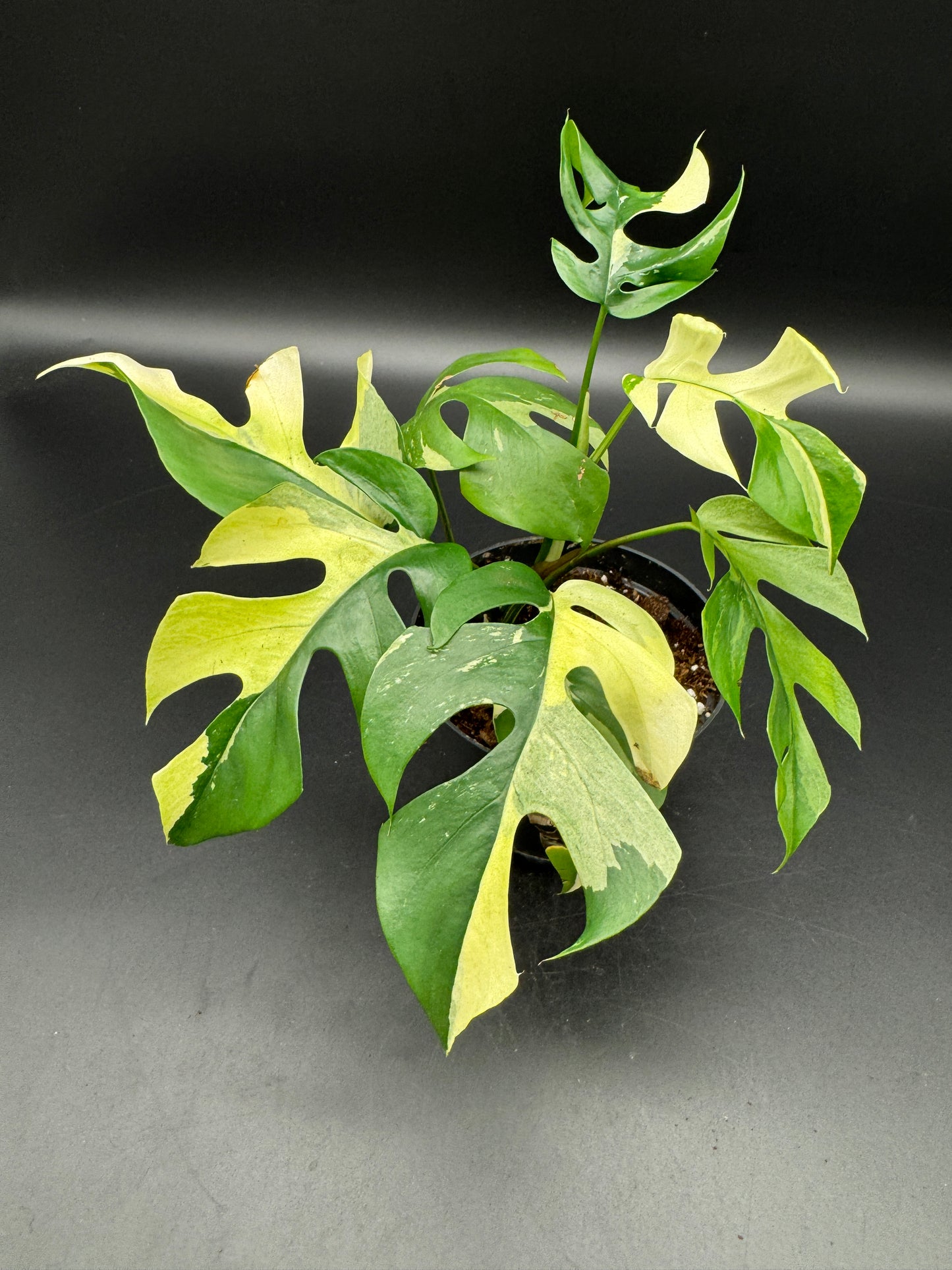Rhaphidophora tetrasperma variegata