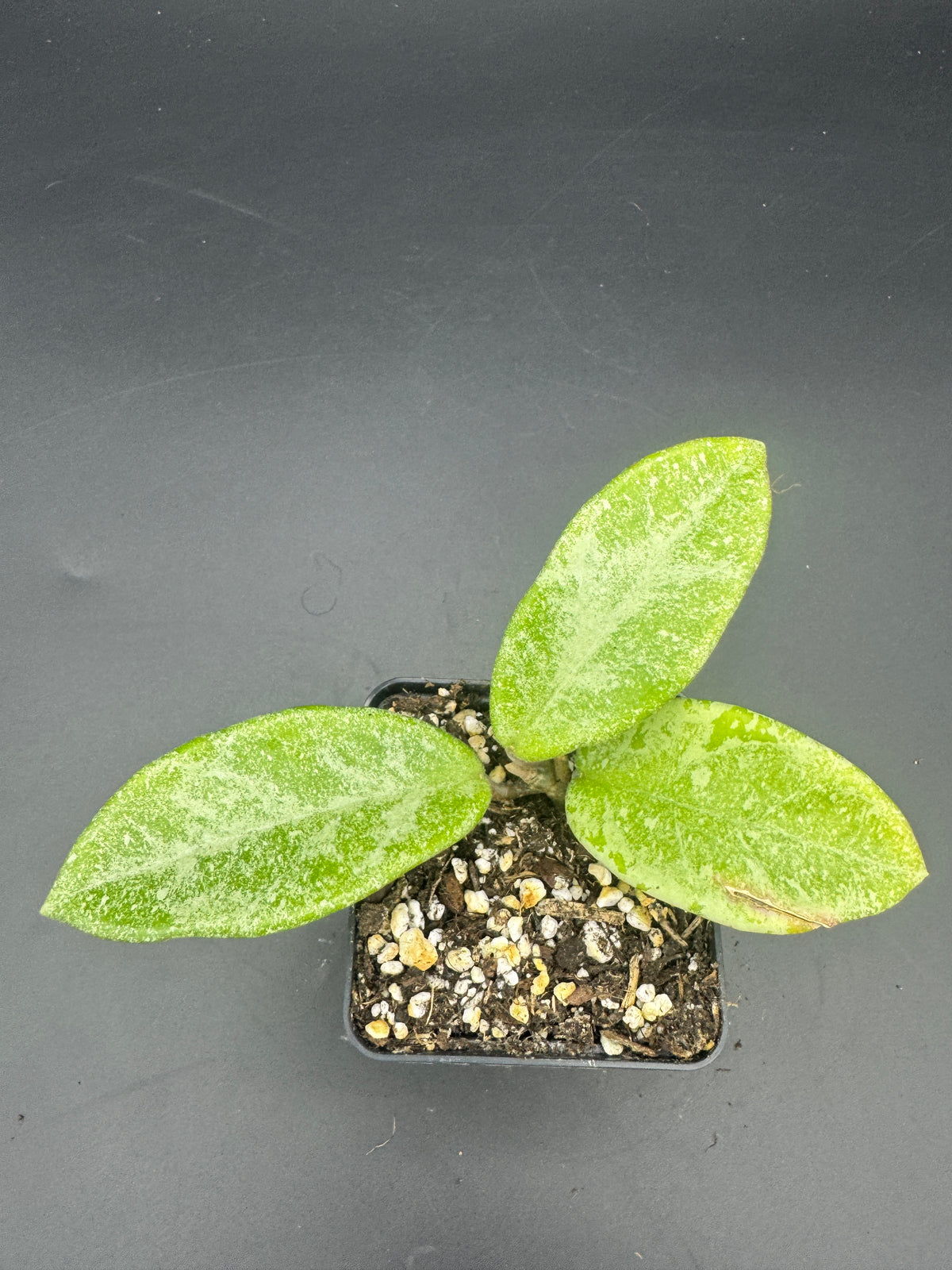 Hoya carnosa Nova Ghost