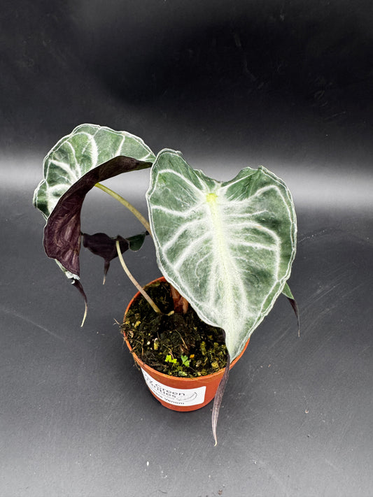 Alocasia venom