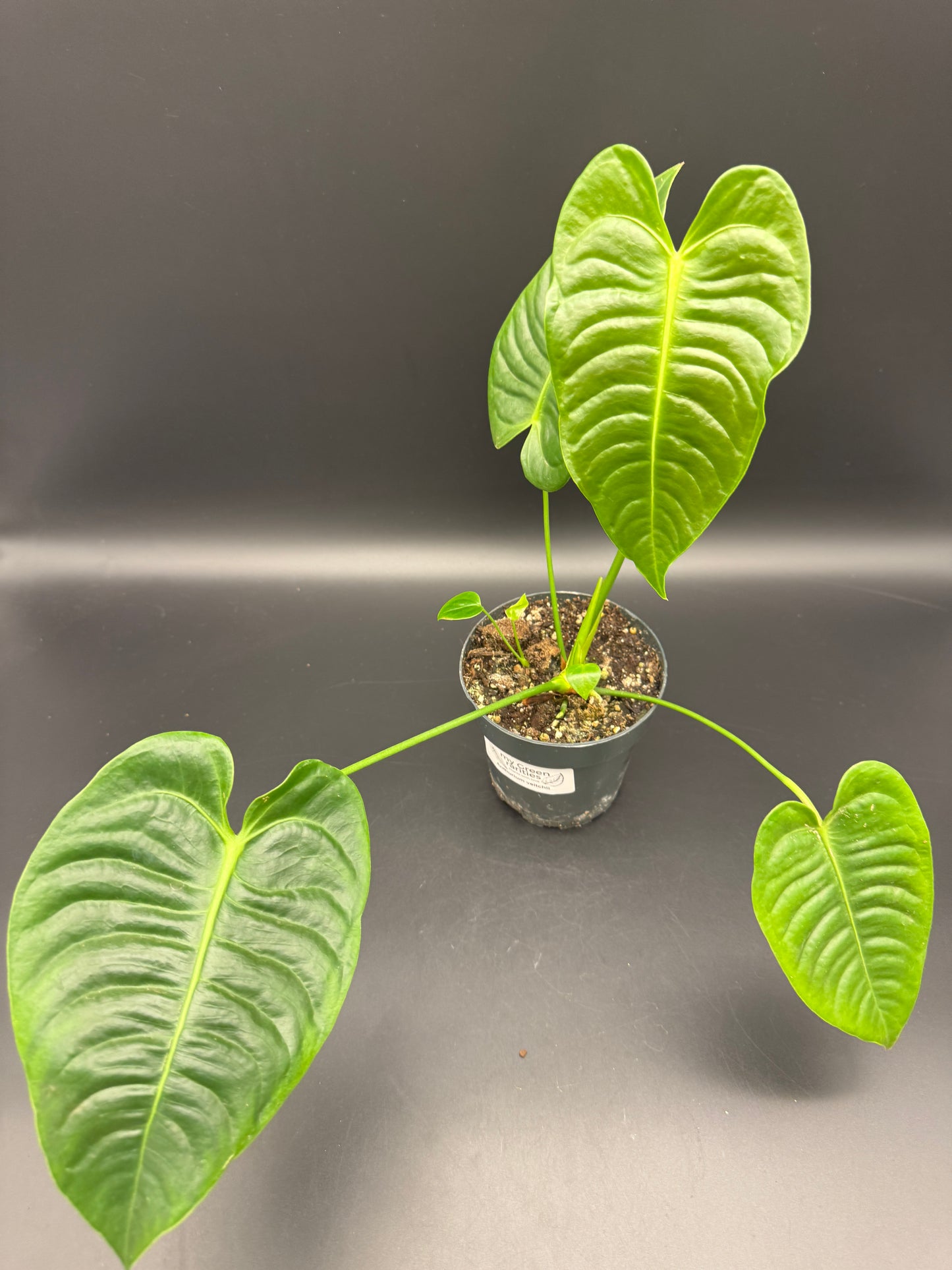 Anthurium veitchii L