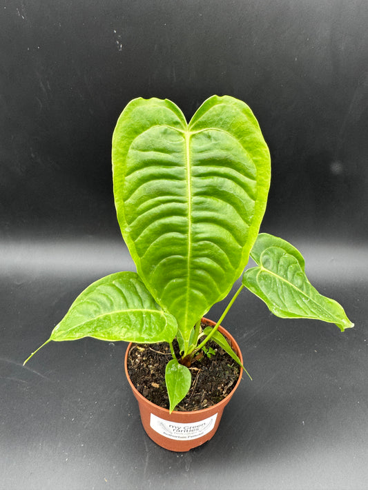 Anthurium Veitchii